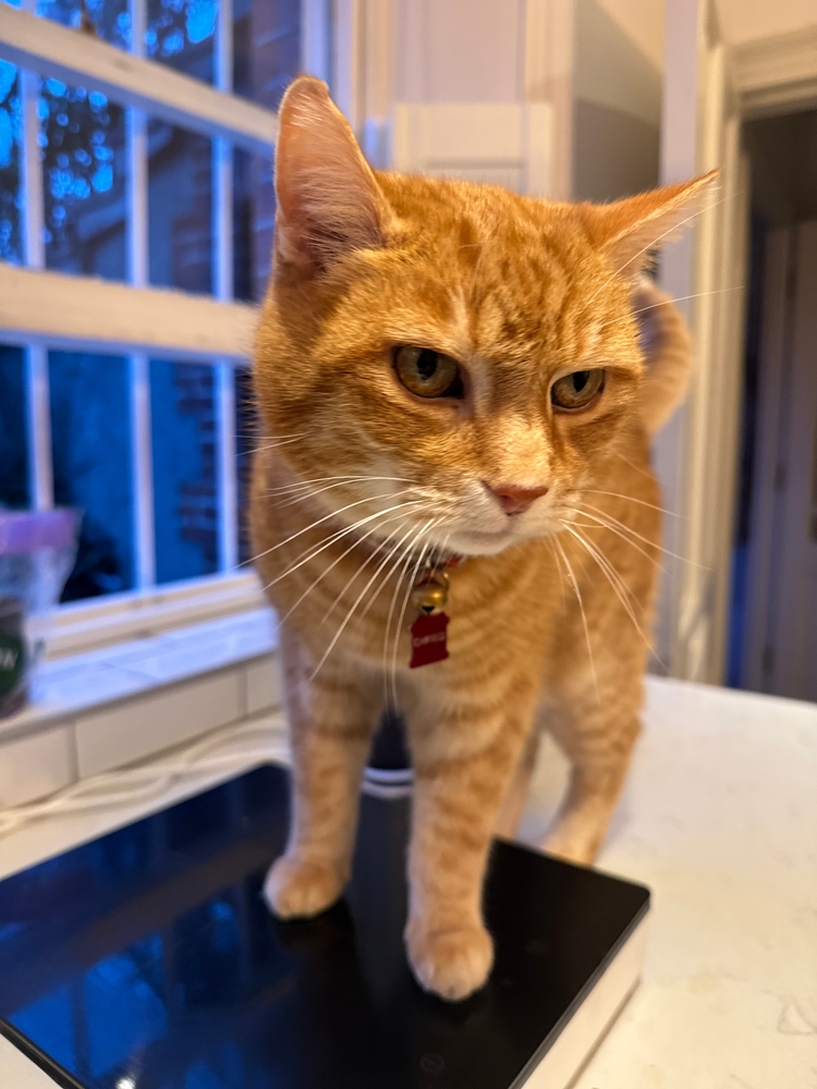 A big orange cat